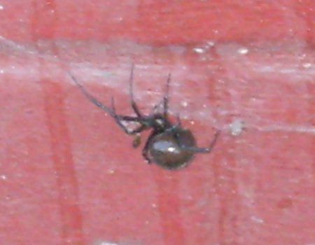 [enlarged detail of image of big, black spider]