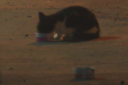 [image of cat eating at night from can]