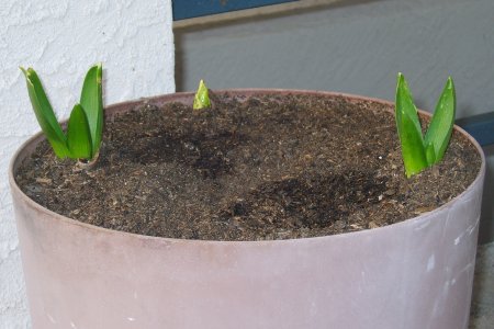 [image of three sets of leaves poking above the soil line of a large pot]